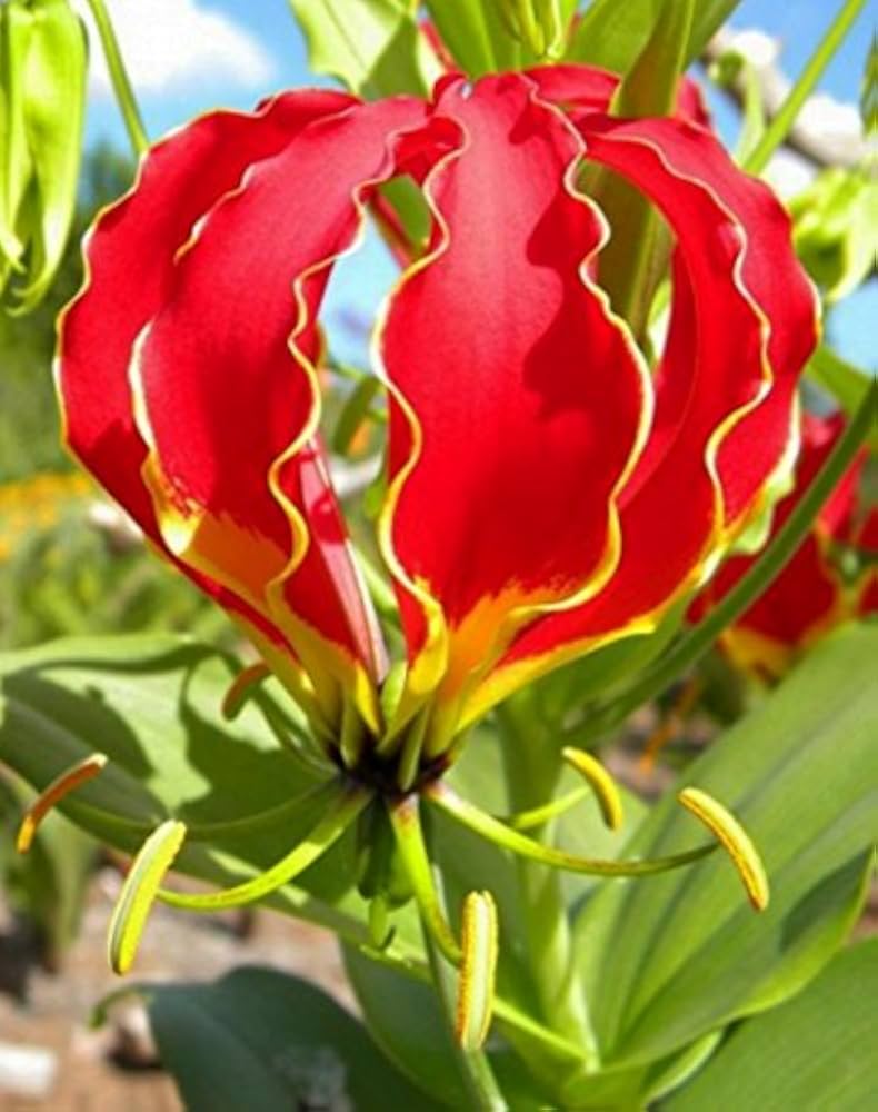 Flamme Lilien Flower seeds for Planting Compact Growth, Heirloom & GMO Free Seeds for Home Garden seeds for planting