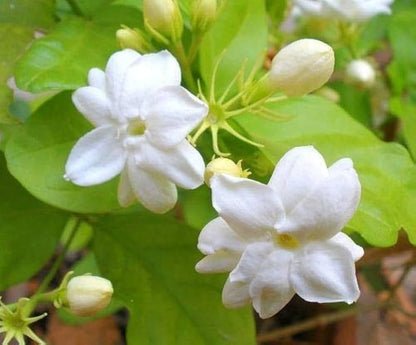 Heirloom Jasminoids Flower seeds for Planting Premium Quality Heirloom & GMO Free Seeds for Home Garden