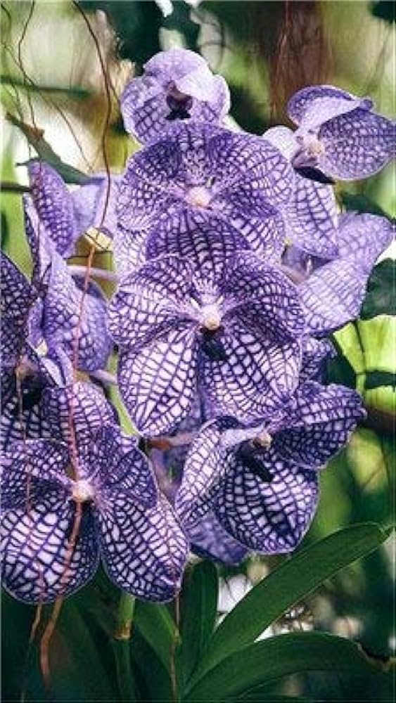 Mixed Butterfly Orchid Flower seeds for Planting Long Bloom Season, Heirloom & GMO Free Seeds for Home Garden vegetable and garden seeds