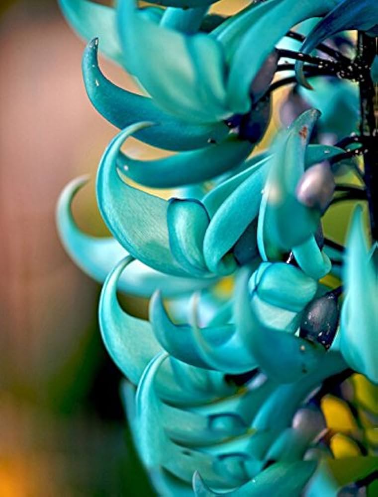 Endangered Jade Flower seeds for Planting Seasonal Bloomer, Heirloom & GMO Free Seeds for Home Garden vegetable and garden seeds