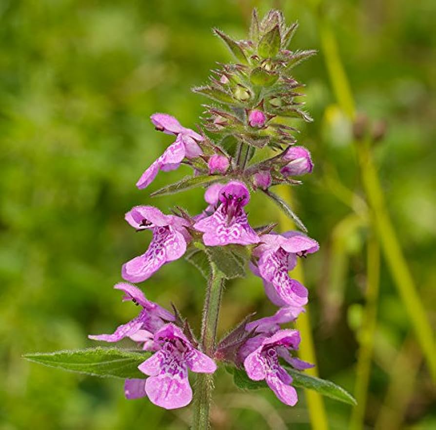 Marsh Woundwort (Stachys palustris) Hedge Nettle Herb Purple Flower Seeds