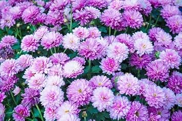 Violet White Chrysanthemum Flower Seeds for Planting Heirloom, Non GMO, Bright Bloom Garden Seeds seeds for planting