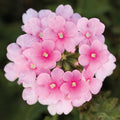 Primula Flower seeds for Planting Long Bloom Season, Heirloom & GMO Free Seeds for Home Garden seeds for planting