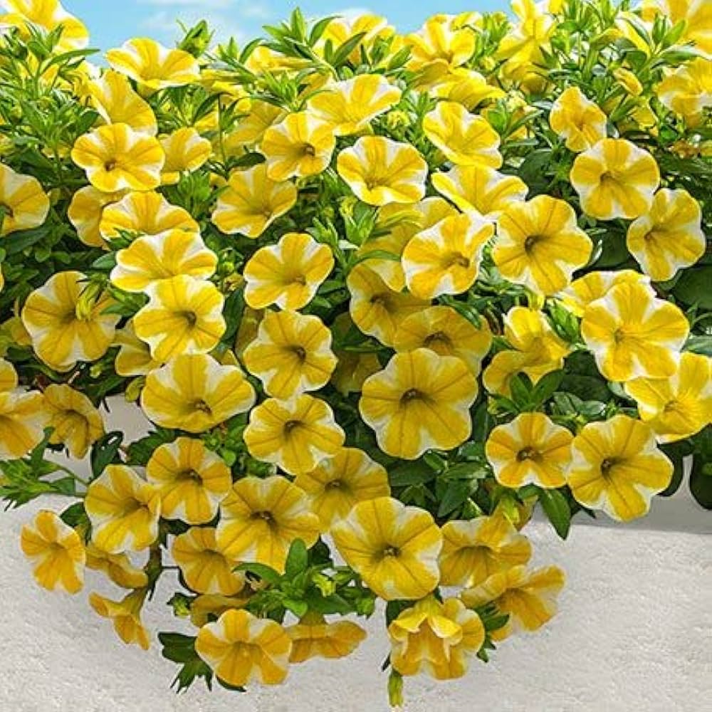 White Yellow Calibrachoa Flower seeds for Planting Wildflower Mix, Heirloom & GMO Free Seeds for Home Garden seeds for planting