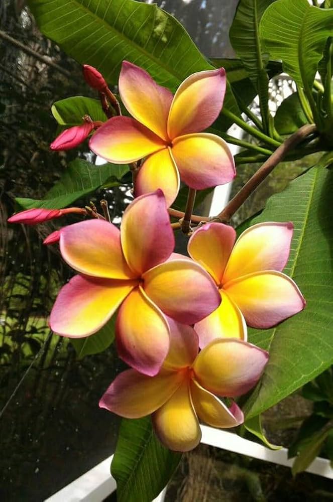Premium Frangipani Flower seeds for Planting Long Bloom Season, Heirloom & GMO Free Seeds for Home Garden seeds