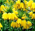 Yellow Imperial Crown Flower seeds for Planting Pollinator Friendly, Heirloom & GMO Free Seeds for Home Garden seeds for planting