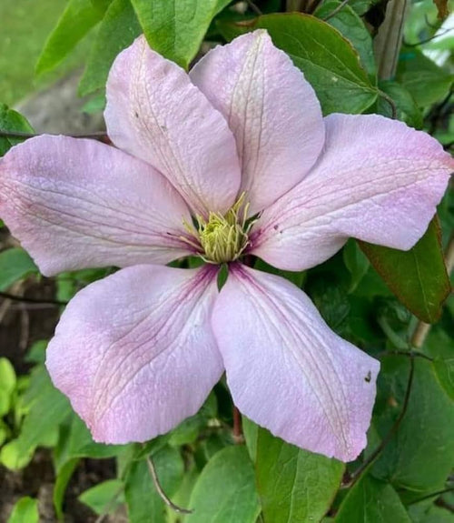 Premium Clematis Montana Flower seeds for Planting Easy to Grow, Heirloom & GMO Free Seeds for Home Garden seeds