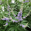 Vitex Agnus Flower seeds for Planting Vibrant Colors, Heirloom & GMO Free Seeds for Home Garden seeds for planting