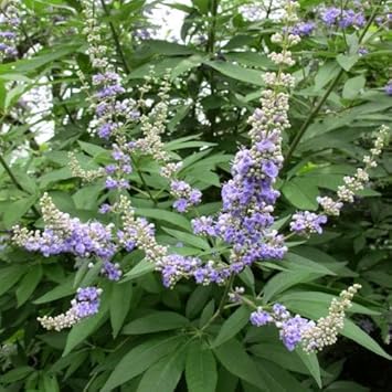 Vitex Agnus Flower seeds for Planting Vibrant Colors, Heirloom & GMO Free Seeds for Home Garden seeds for planting