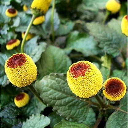 Toothache / Eyeball Plant (Spilanthes oleracea) Red & Yellow Flower Herb Seeds