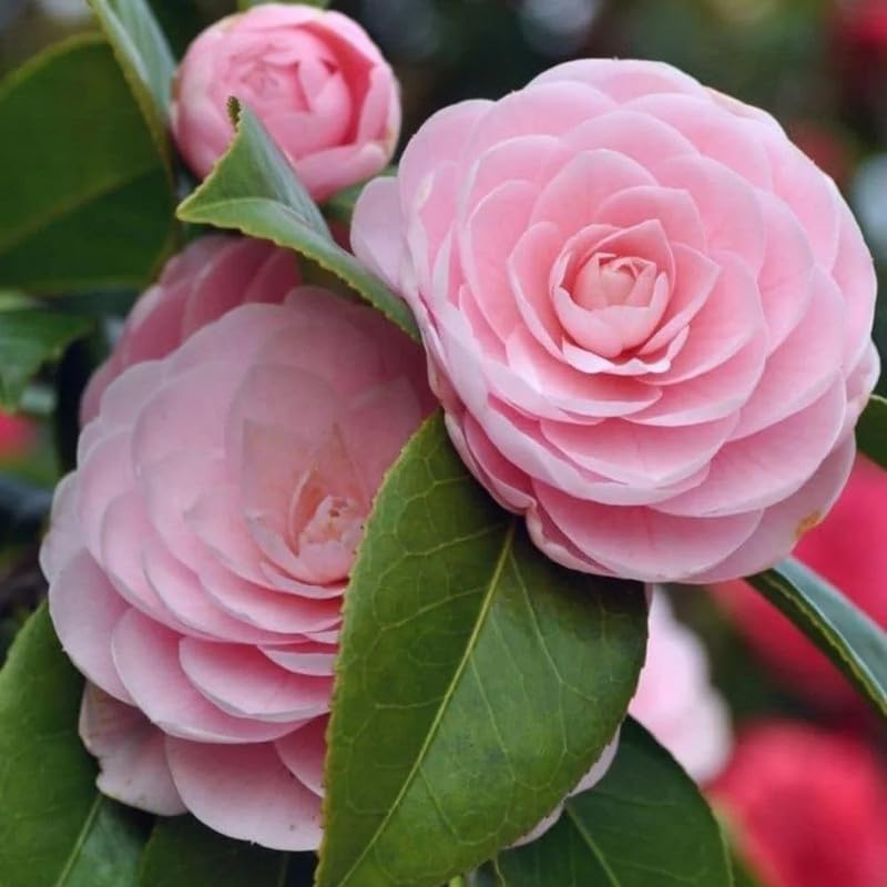 Camellia Flower seeds for Planting - Hardy Variety, Heirloom & GMO Free Seeds for Home Garden