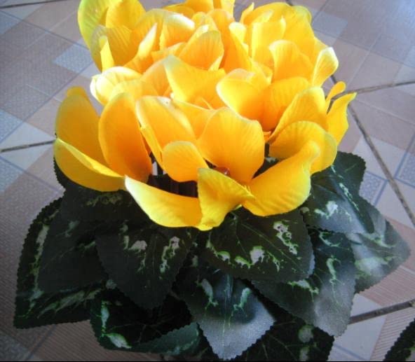 Light Yellow Cyclamen Flower seeds for Planting Long Bloom Season, Heirloom & GMO Free Seeds for Home Garden vegetable and garden seeds