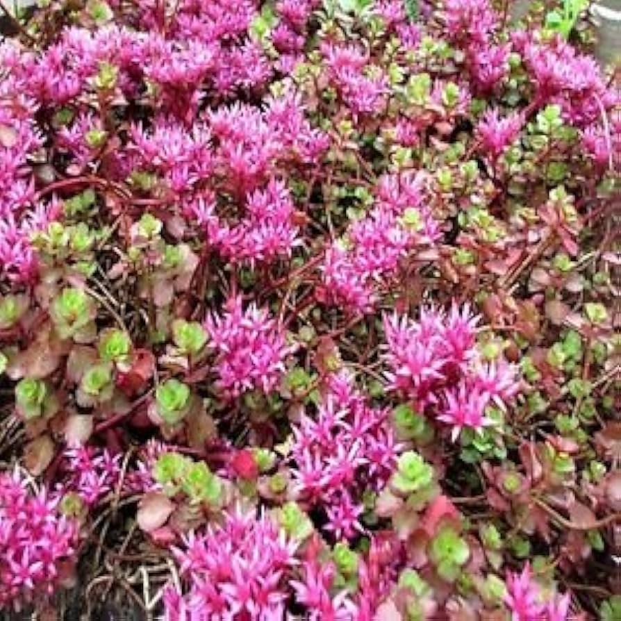 Premium Pink Sedum Spurium Flower seeds for Planting Colorful Display, Heirloom & GMO Free Seeds for Home Garden seeds