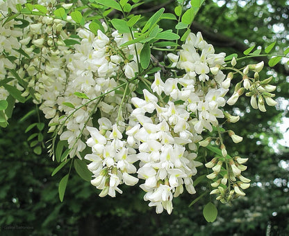 Acacia White Perennial Flower Seeds for Planting