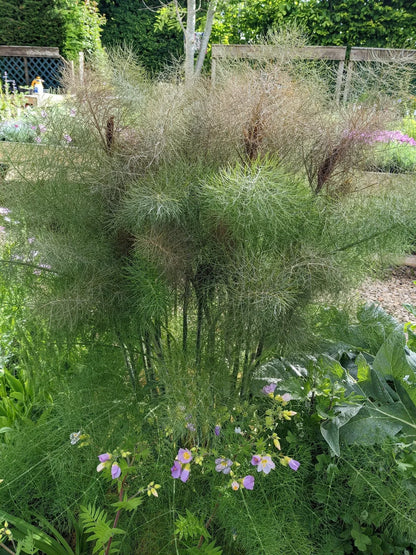 Organic Bronze Fennel (Foeniculum vulgare Purpureum) Herb with Bronze Foliage & Yellow Flowers Seeds