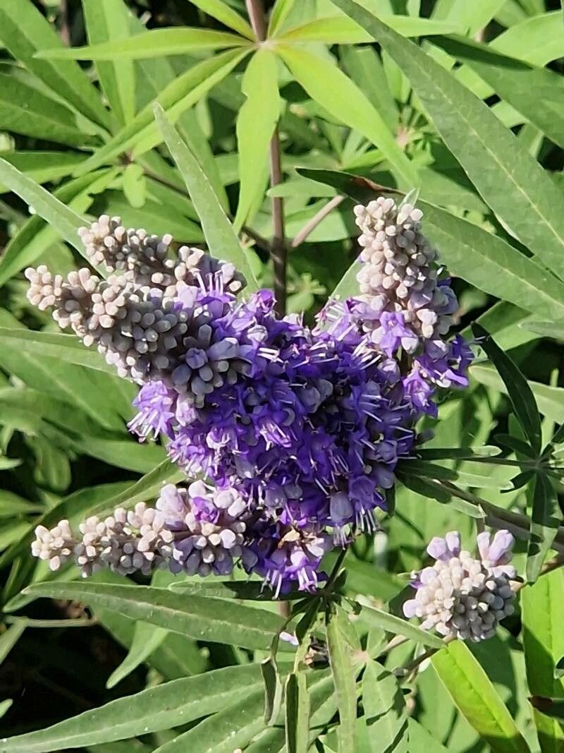 Premium Vitex Agnus Flower seeds for Planting Vibrant Colors, Heirloom & GMO Free Seeds for Home Garden seeds
