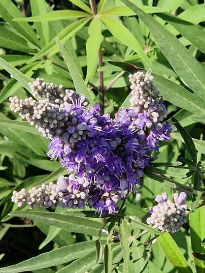 Premium Vitex Agnus Flower seeds for Planting Vibrant Colors, Heirloom & GMO Free Seeds for Home Garden seeds