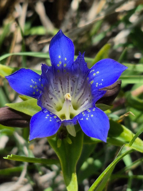 Blue White Gentian Flower seeds for Planting Sun Loving, Heirloom & GMO Free Seeds for Home Garden seeds for planting