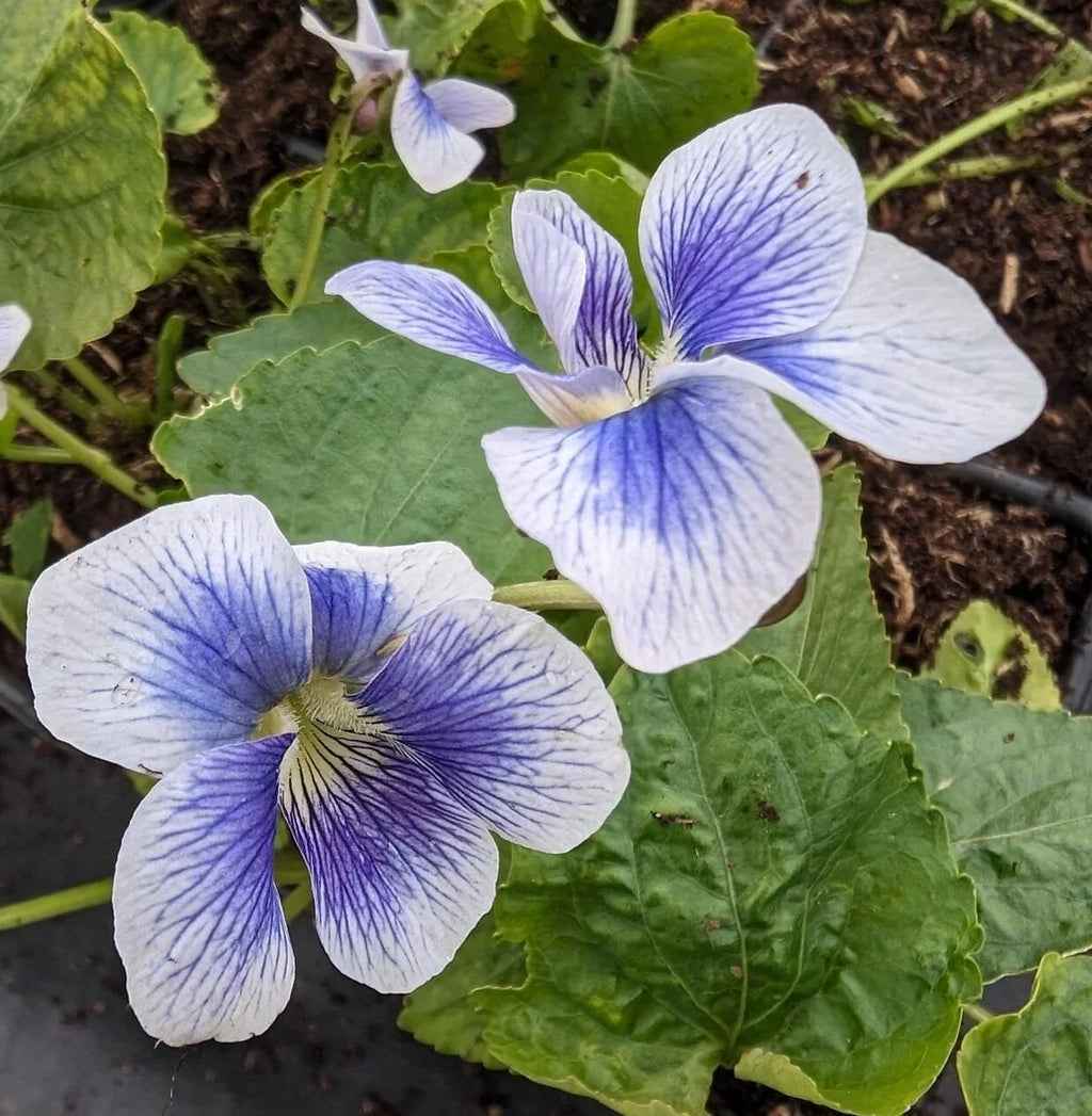 Premium Viola sororia Flower seeds for Planting Compact Growth, Heirloom & GMO Free Seeds for Home Garden seeds