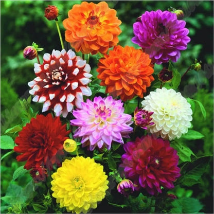 Mixed Color Dahlia Flower Seeds for Planting