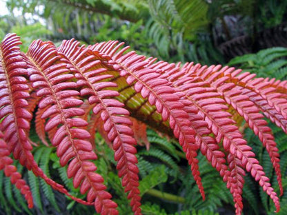 Fern Red Seeds for Planting - Unique Colorful Ferns for Your Garden