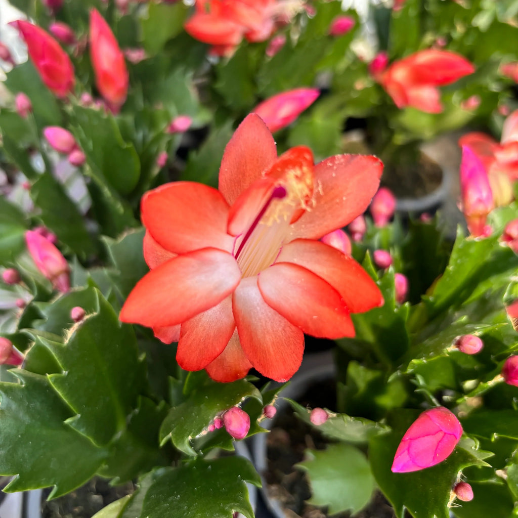 Orange Schlumbergera Flower seeds for Planting Colorful Display, Heirloom & GMO Free Seeds for Home Garden seeds for planting