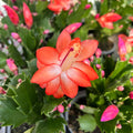 Orange Schlumbergera Flower seeds for Planting Colorful Display, Heirloom & GMO Free Seeds for Home Garden seeds for planting