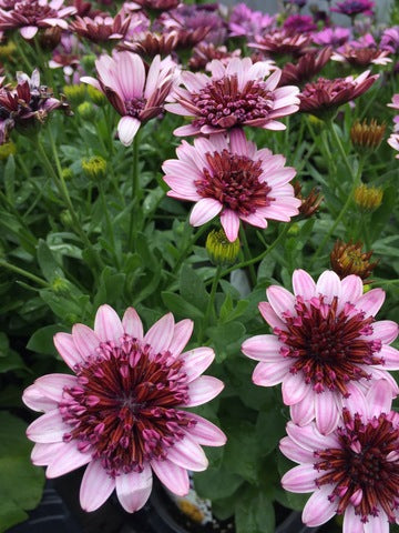 High quality White Purple Omeris Flower seeds for Planting Sun Loving, Heirloom & GMO Free Seeds for Home Garden seeds pack