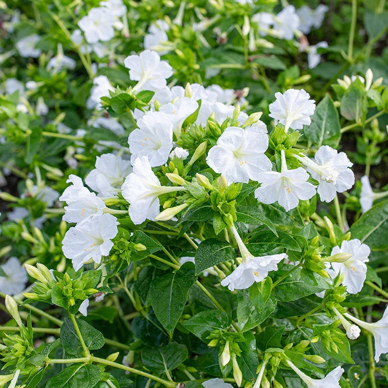 White Mirabilis Flower seeds for Planting Bright Blooms Heirloom & GMO Free Seeds for Home Garden