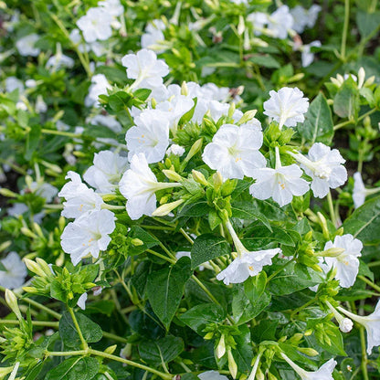 White Mirabilis Flower seeds for Planting Bright Blooms Heirloom & GMO Free Seeds for Home Garden