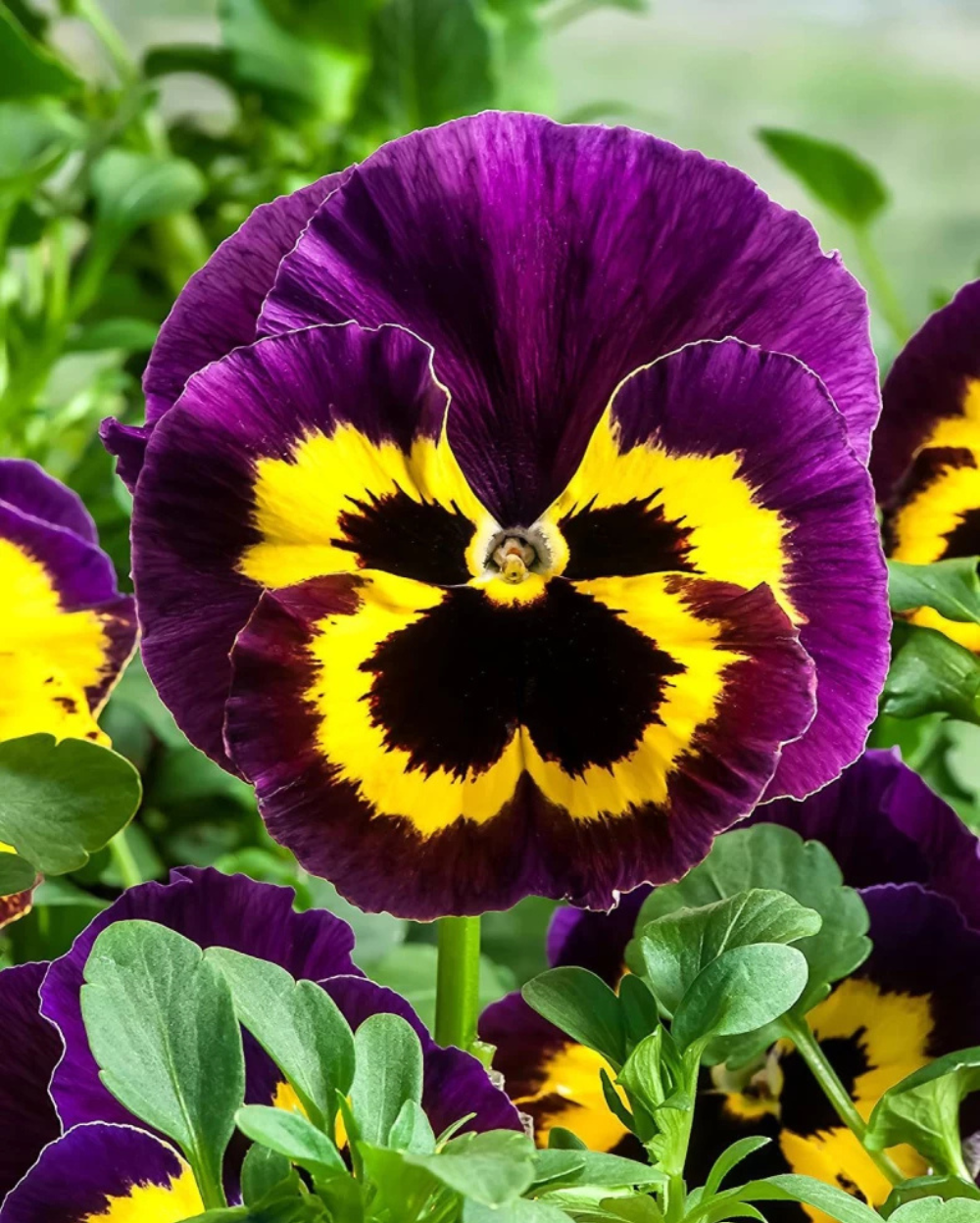 Pansy Rose Flower seeds for Planting Sun Loving, Heirloom & GMO Free Seeds for Home Garden seeds for planting