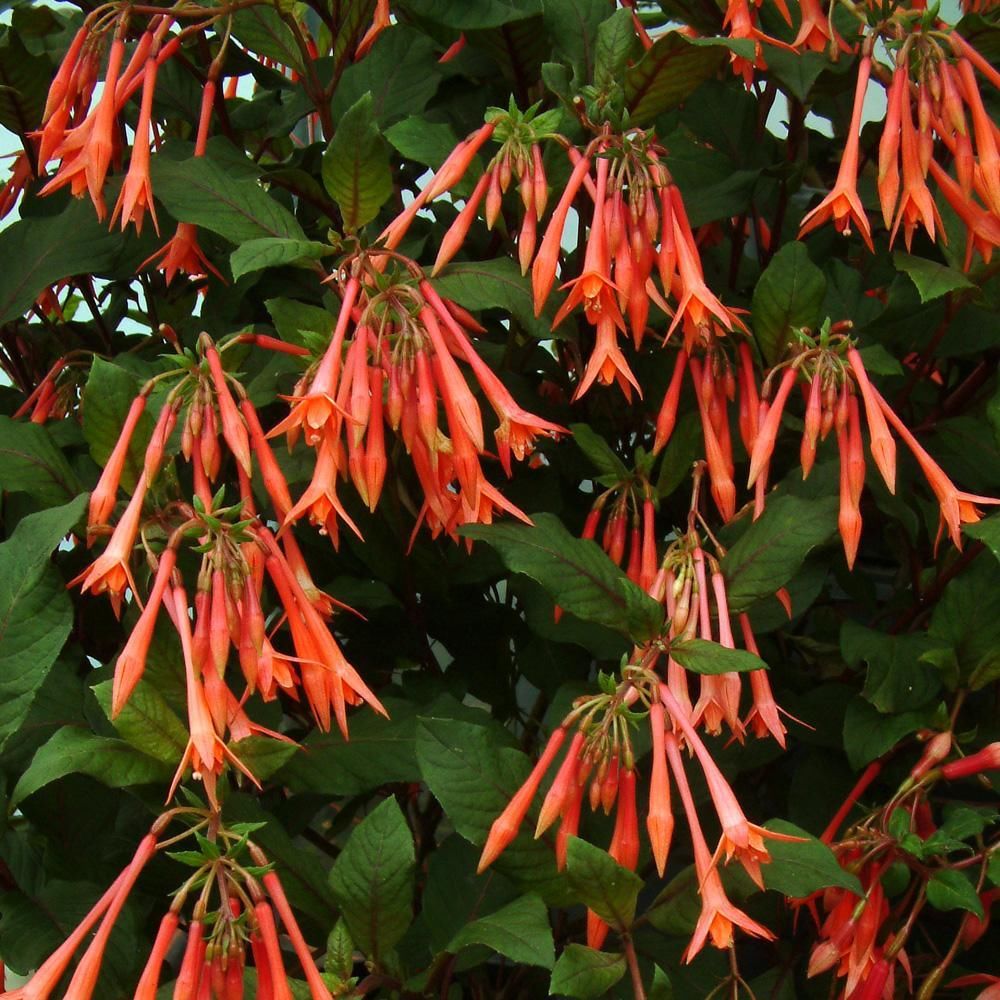 Orange Blue Fuchsia Hybrida Flower seeds for Planting Colorful Display Heirloom & GMO Free Seeds for Home Garden