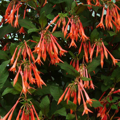 Orange Blue Fuchsia Hybrida Flower seeds for Planting Colorful Display Heirloom & GMO Free Seeds for Home Garden