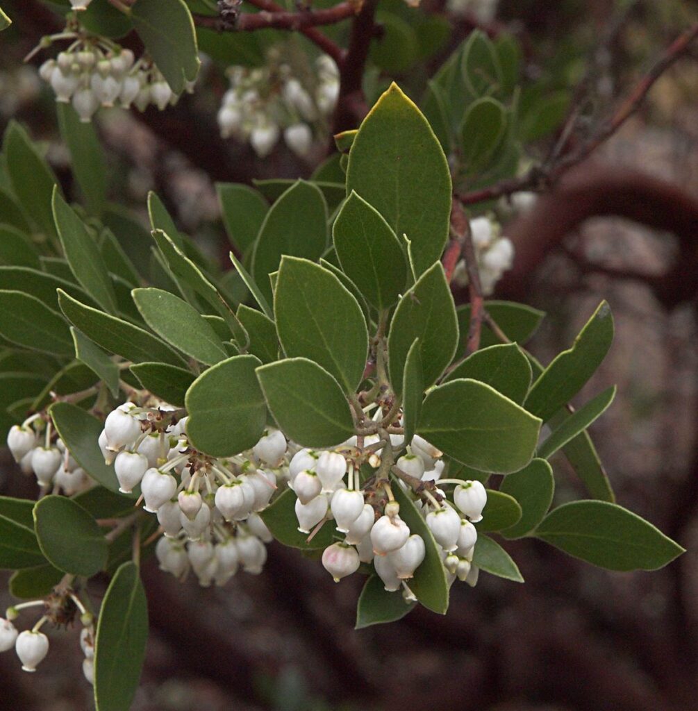 Whiteleaf Manzanita Flower seeds for Planting - Low Maintenance, Heirloom & GMO Free Seeds for Home Garden