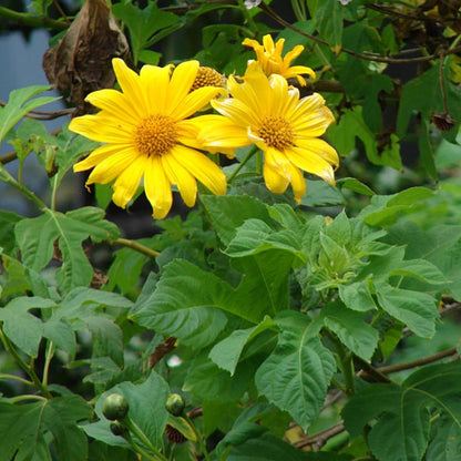 Tithonia (Tithonia Diversifolia) seeds for planting in home garden