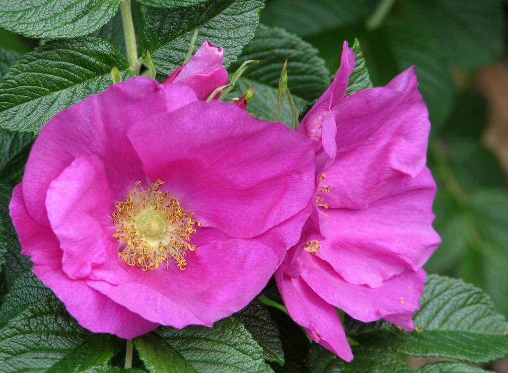 Rugosa Flower seeds for Planting Compact Growth, Heirloom & GMO Free Seeds for Home Garden vegetable and garden seeds