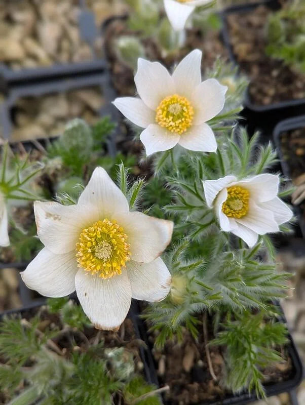 Pasque Flower seeds for Planting Garden Favorite Heirloom & GMO Free Seeds for Home Garden