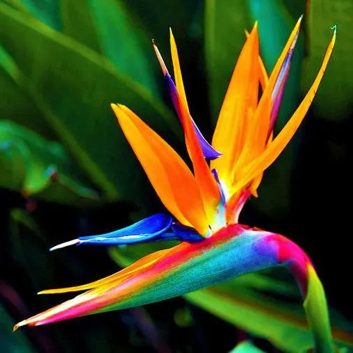 Premium Strelitzia Flower seeds for Planting Premium Quality, Heirloom & GMO Free Seeds for Home Garden seeds