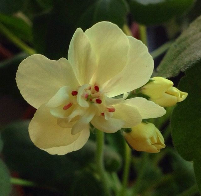 Geranium Yellow Flower seeds for Planting Colorful Display, Heirloom & GMO Free Seeds for Home Garden vegetable and garden seeds