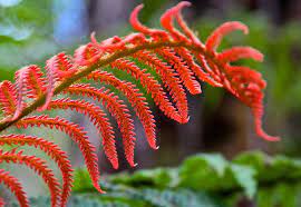 Fern Red Seeds for Planting - Unique Colorful Ferns for Your Garden