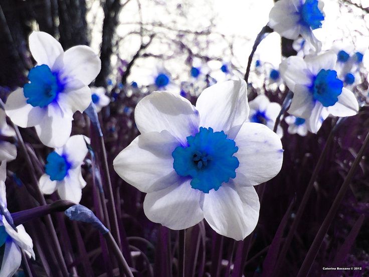 Blue White Daffodils Flower seeds for Planting Colorful Display, Heirloom & GMO Free Seeds for Home Garden vegetable and garden seeds