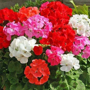 Premium Geraniums Flower seeds for Planting Drought Tolerant, Heirloom & GMO Free Seeds for Home Garden seeds