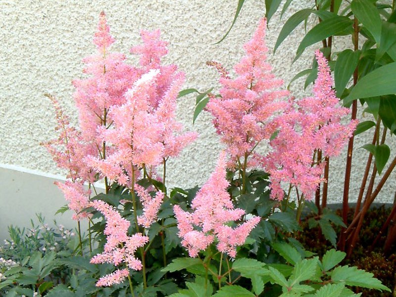 Astilbe Arendsii Flower seeds for Planting Pollinator Friendly Heirloom & GMO Free Seeds for Home Garden
