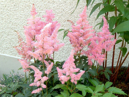 Astilbe Arendsii Flower seeds for Planting Pollinator Friendly Heirloom & GMO Free Seeds for Home Garden