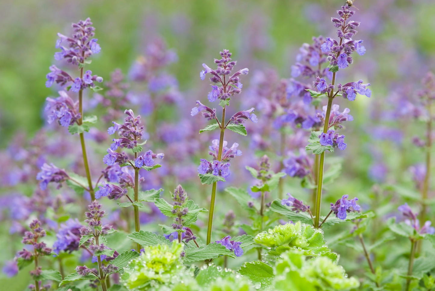 Heirloom Nepeta Flower seeds for Planting Fragrant Blossoms Heirloom & GMO Free Seeds for Home Garden