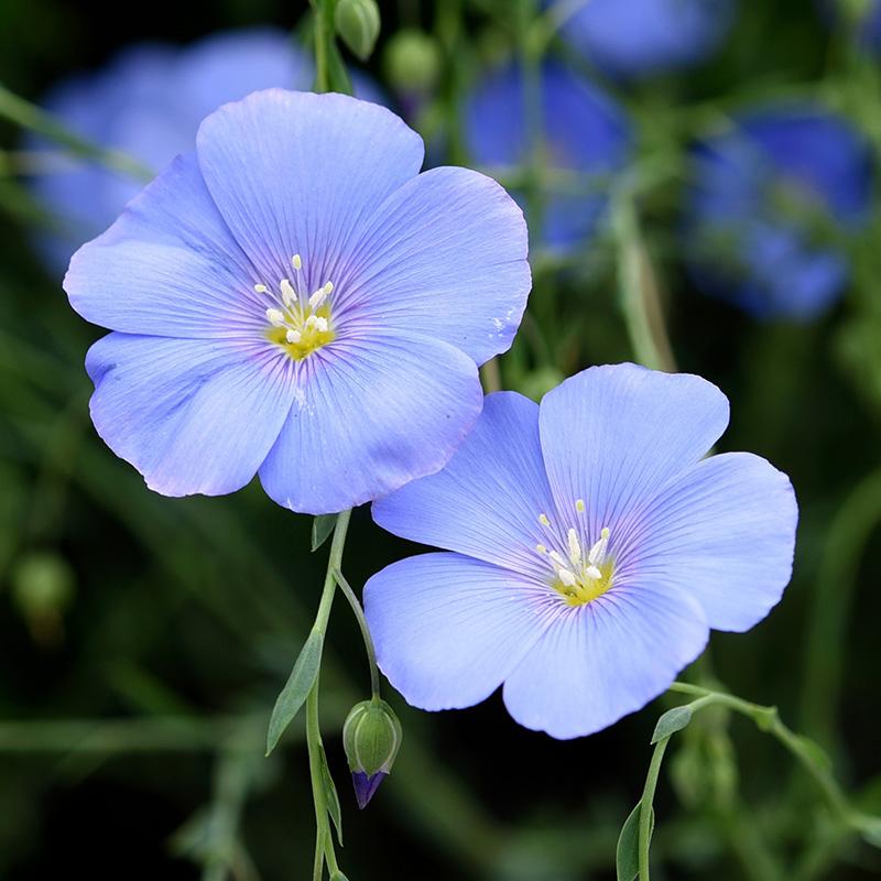 Flax Flower seeds for Planting Garden Favorite Heirloom & GMO Free Seeds for Home Garden