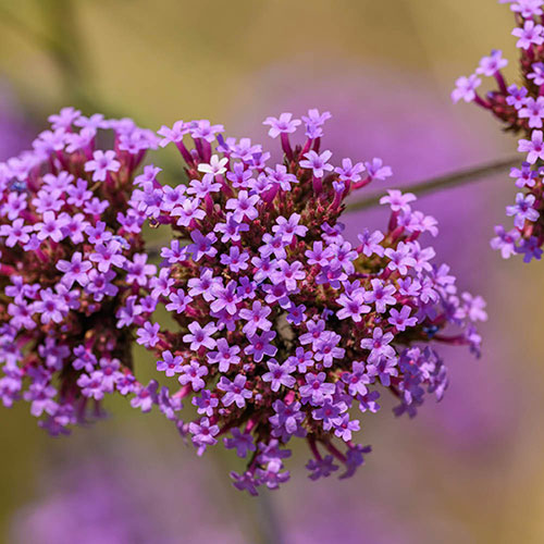 Violet Verbena Flower seeds for Planting Drought Tolerant, Heirloom & GMO Free Seeds for Home Garden vegetable and garden seeds