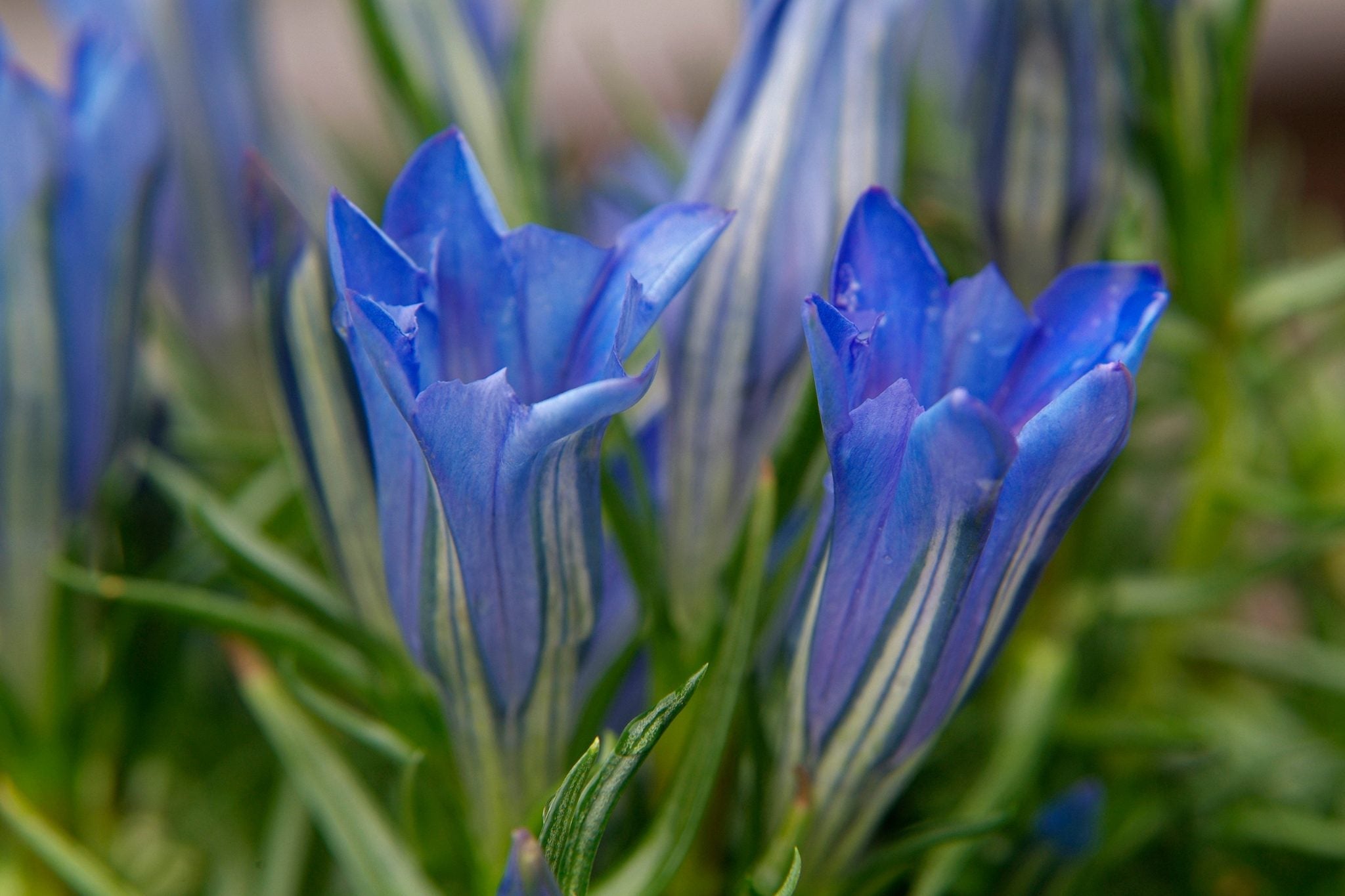 Premium Gentian Flower seeds for Planting Colorful Display, Heirloom & GMO Free Seeds for Home Garden seeds