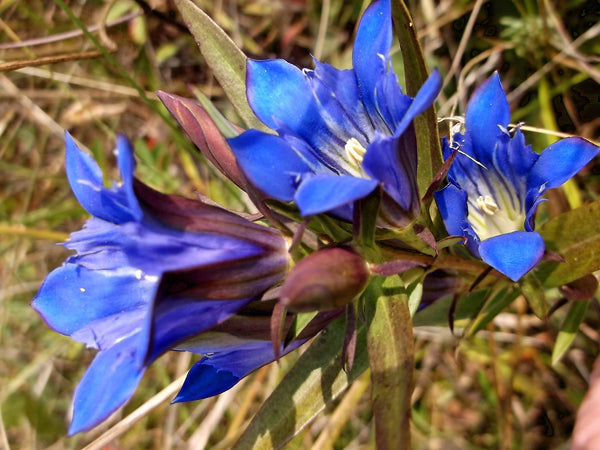 Gentiana Puberulenta Flower seeds for Planting Hardy Variety Heirloom & GMO Free Seeds for Home Garden