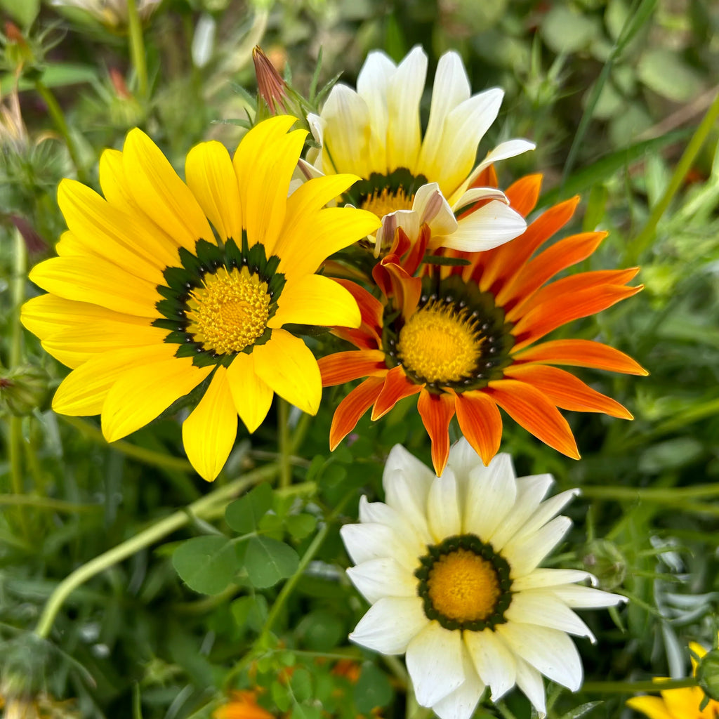 Gazania Sunshine Flower seeds for Planting Garden Favorite, Heirloom & GMO Free Seeds for Home Garden vegetable and garden seeds